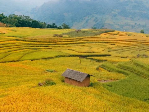 Mùa lúa đổ vàng rực ở Tây Bắc