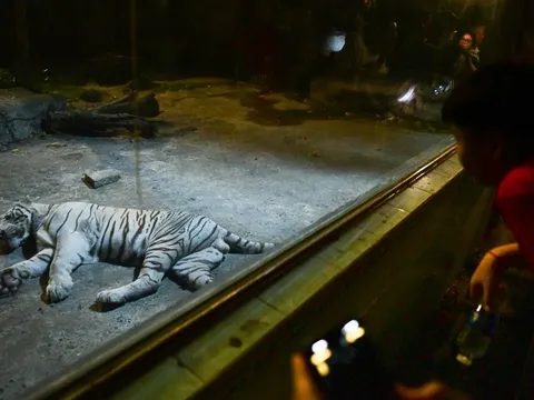 Thảo Cầm Viên mở rộng tour đêm tất cả ngày trong tuần