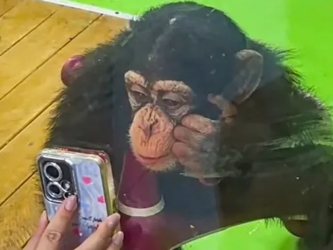 Tinh tinh ở sở thú Trung Quốc bị cấm xem điện thoại vì sợ hỏng mắt