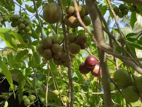 Quả đặc sản ở An Giang càng vò càng ngọt, được ví như nho rừng