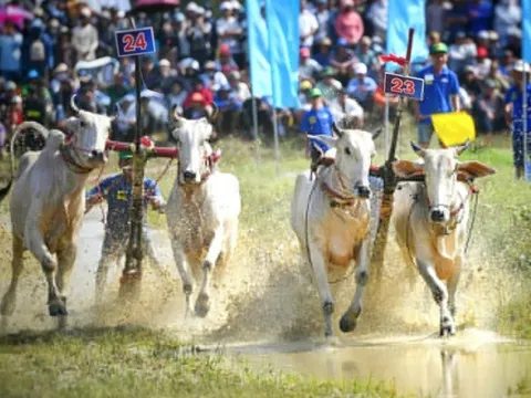 Hàng nghìn người xem hội đua bò ở An Giang