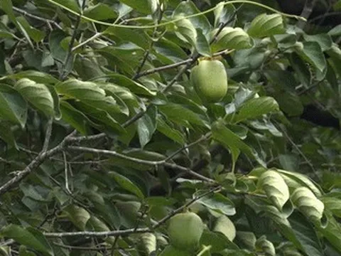 Đặc sản mùa thu từ Thái Nguyên xuống Hà Nội, khách kiên nhẫn chờ 1 năm để mua