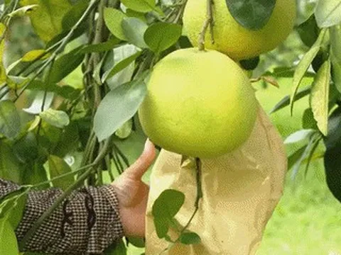 Đặc sản mùa thu ở Hà Tĩnh càng héo càng ngọt, khách Hà Nội mua trăm quả ăn dần