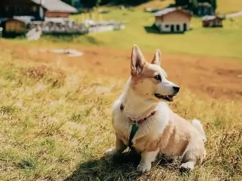 Thành phố du lịch Italy 'đánh thuế chó'