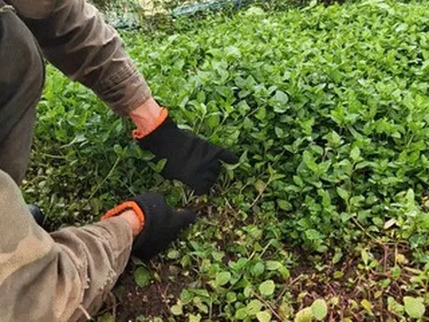 Loại rau từng ít người ăn nay 'lên đời' thành đặc sản, được săn đón khắp 3 miền