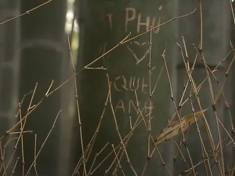 Du khách khắc tên 'Phú, Quế Anh' ở rừng tre nổi tiếng Nhật Bản
