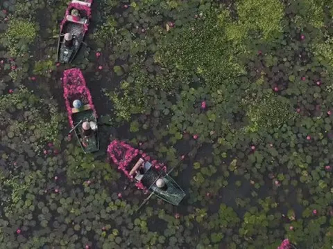 Cảnh hoa súng 'nhuộm hồng' Ninh Bình nhìn từ trên cao