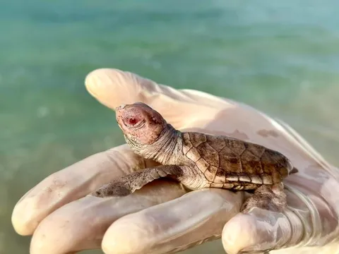 Ổ rùa bạch tạng mắt đỏ nhiều nhất từ trước tới nay ở Côn Đảo