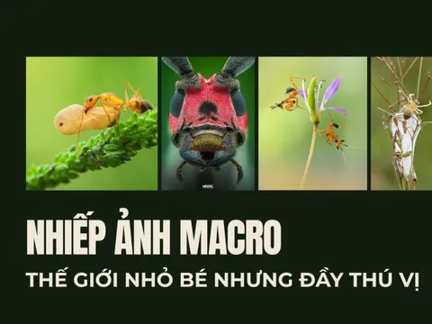 Nhìn thế giới từ góc độ khác: Nghệ thuật nhiếp ảnh macro