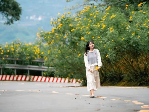 Đổ xô 'săn' ảnh dã quỳ phủ vàng sườn núi Ba Vì