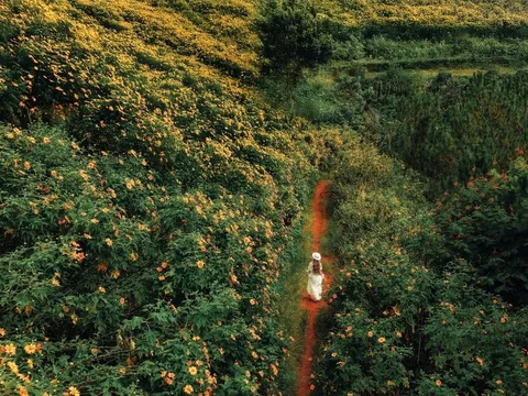 Đà Lạt vào mùa dã quỳ đẹp nhất năm