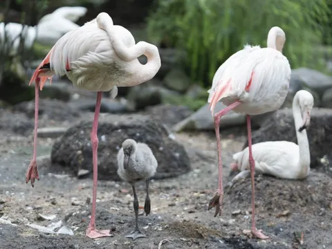 Cận cảnh con hồng hạc đầu tiên được sinh ra ở Thảo Cầm Viên sau 20 năm