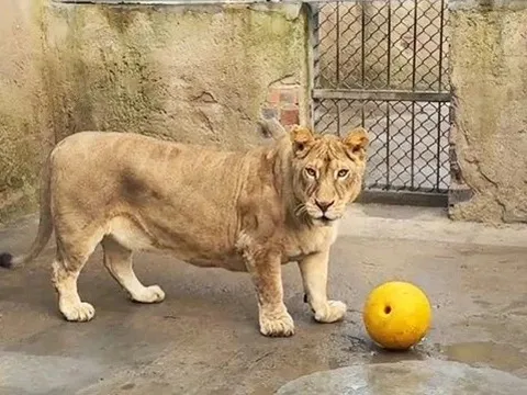 Sư tử chân ngắn thành 'ngôi sao' ở sở thú Trung Quốc