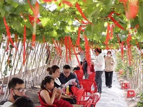Quán dưới vườn nho trĩu quả ở TPHCM gây sốt, khách vượt đường xa đến check-in