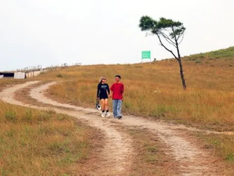 'Đà Lạt thu nhỏ’ ở Quảng Ninh vào mùa đẹp nhất năm, cỏ cháy vàng rực