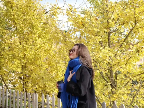 Cây ngân hạnh vàng rực 'ngỡ như Hàn Quốc' ở Sa Pa