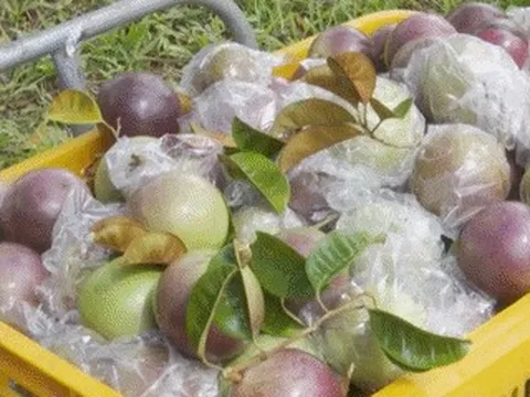 Đặc sản Đồng Tháp ngọt thơm như sữa, khách Hà Nội đặt ship cả nghìn km về ăn