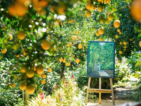 Vườn cam 'như phim' ở Mộc Châu