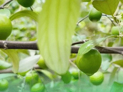 Đặc sản Hải Phòng trồng trên nền đất muối, vị ngọt như đường, ăn giòn mát