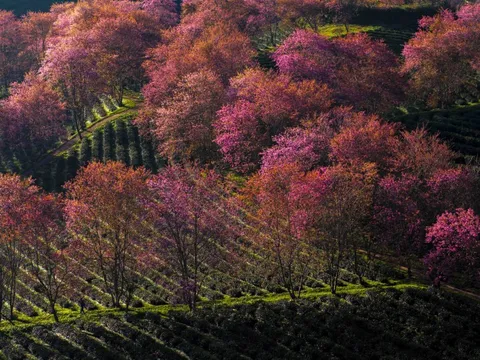 Máy xúc, công nhân trên 'công trường' di dời loạt mai anh đào ở Sa Pa