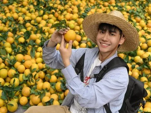 Vườn cam chín mọng, sai trĩu cách Hà Nội hơn 100km, khách ghé 3 lần chưa chán