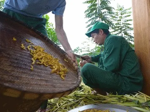 Đặc sản Điện Biên không phải ai cũng dám thử, khách sành ăn khen ngậy, thơm