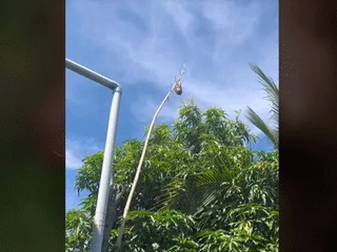 Đặc sản Phú Thọ có món chế biến nhìn sợ, có món chờ vài tháng mới được ăn