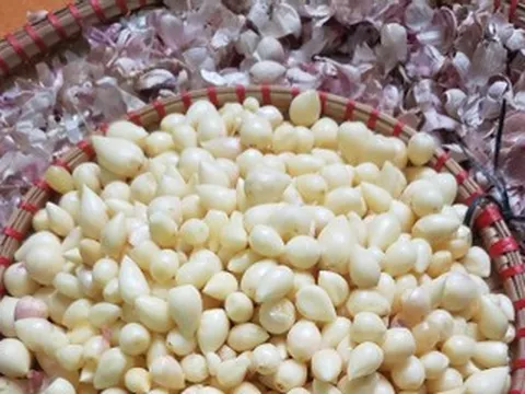 Đặc sản dưới lòng đất được ví như ‘lộc trời’ ở Sơn La, giá đắt đỏ vẫn hút khách