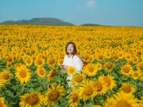Cánh đồng hoa hướng dương cách Hà Nội 250 km, khách đi từ nửa đêm tới check-in