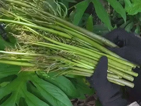 Đặc sản 'trời cho' ở TPHCM không cần chăm vẫn lớn, ăn giòn sần sật