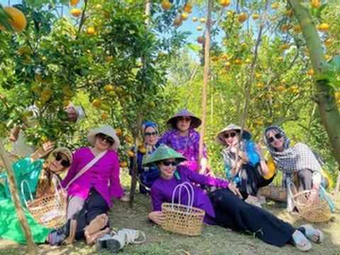 'Vương quốc quýt hồng' miền Tây rực sắc vàng cam, khách đổ về nườm nượp