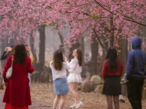 Khách 'lấp đầy' Măng Đen