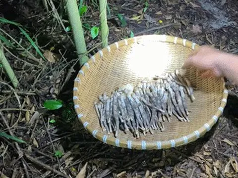 Đặc sản Vĩnh Long mọc từ ổ mối, mỗi năm chỉ có một mùa, có tiền cũng khó mua