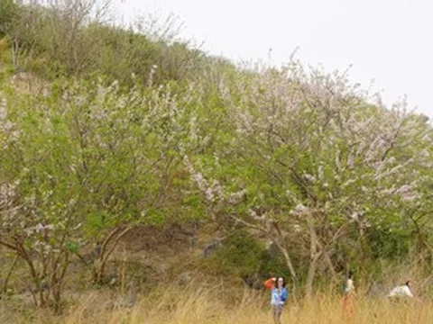 Hoa đỗ mai rực hồng trên đồi ở TPHCM, du khách rủ nhau đến 'săn' ảnh