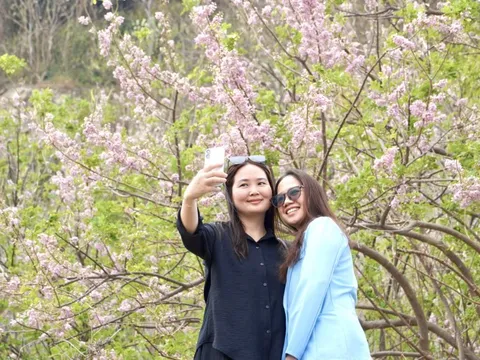 Hoa đỗ mai nở rộ hút hồn du khách đến với Vũng Tàu