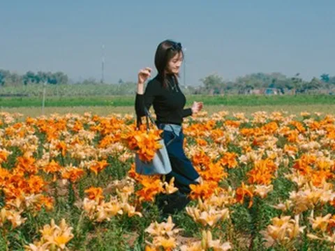 Cánh đồng hoa ly cách Hà Nội 70km khoe sắc, khách đi từ sáng sớm tới check-in