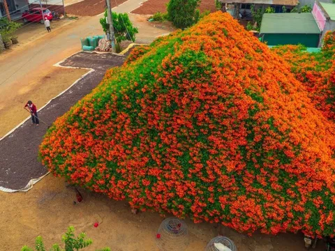 2 ngôi nhà hoa xác pháo ở Lâm Đồng lại 'hot'