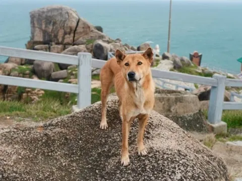 Con chó ở Phú Yên nhận 5 sao trên Google nhờ dẫn khách du lịch