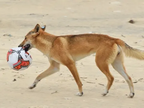 Loài chó hoang nghi tấn công du khách đến chết tại Australia