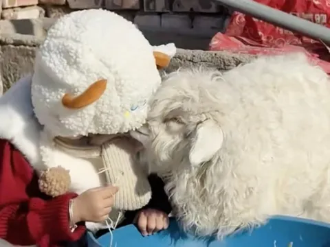 10 triệu người xem con cừu 'drama queen' Trung Quốc giả chết