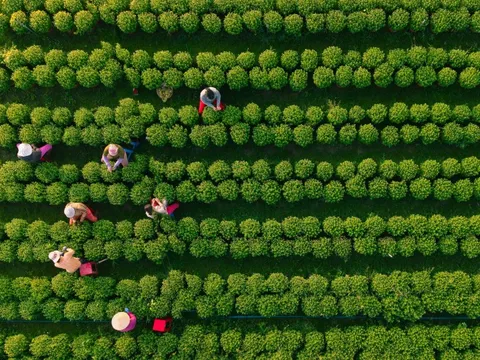 Vườn hoa Tết Tây Ninh nhìn từ trên cao