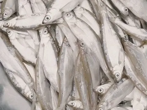 Đặc sản 'trời ban' ở Phú Thọ thịt béo, thơm, chiên giòn hay kho đều ngon