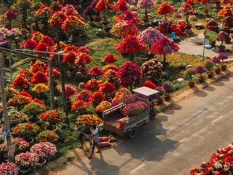 Làng hoa giấy đẹp mê ở Vĩnh Long dịp giáp Tết, khách vượt xa tới check-in