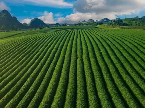 Mê mẩn đồi chè Mộc Châu mùa xuân