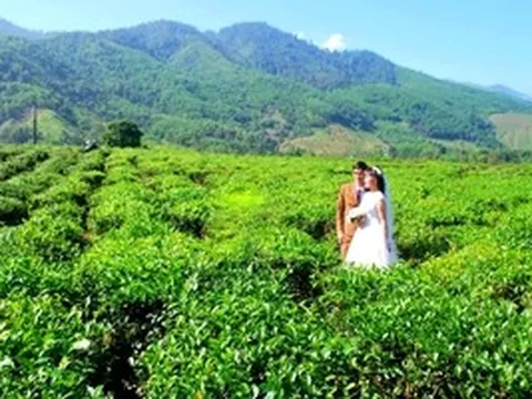 Hương chè Quyết Thắng vùng cao