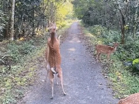 2 con hươu sao 'đấu võ' ở Vườn quốc gia Cúc Phương gây sốt mạng