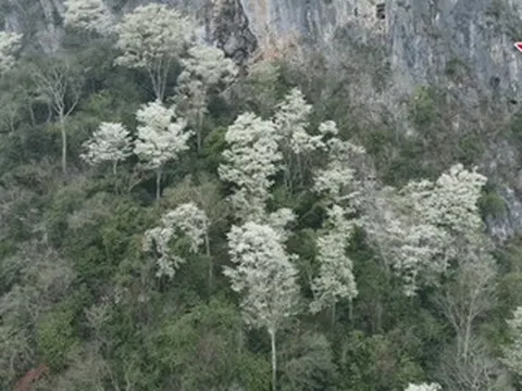 Hoa thàn mát nở trắng sườn núi Thanh Hóa, đẹp như 'biển mây' giữa đại ngàn