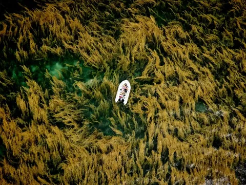 Ảnh chụp rong mơ ở Côn Đảo đoạt giải thưởng quốc tế