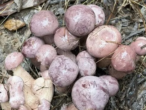 Sản vật trời ban, đổi màu thần tốc, có tiền cũng khó mua ở Phú Quốc