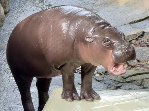 Bắt du khách nhảy vào chuồng hà mã nổi tiếng ở Thái Lan